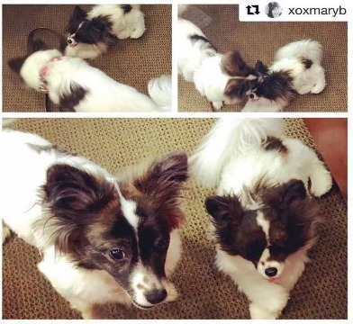 White fluffy dog custom replica