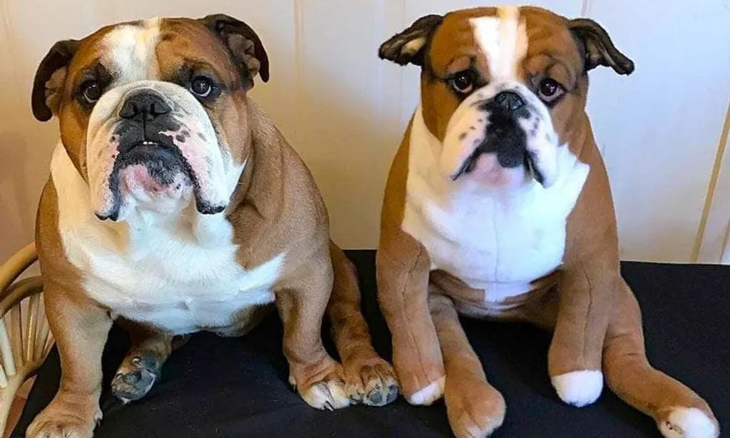 Comparison of real Bulldog and handmade pet replica